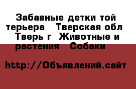 Забавные детки той-терьера - Тверская обл., Тверь г. Животные и растения » Собаки   